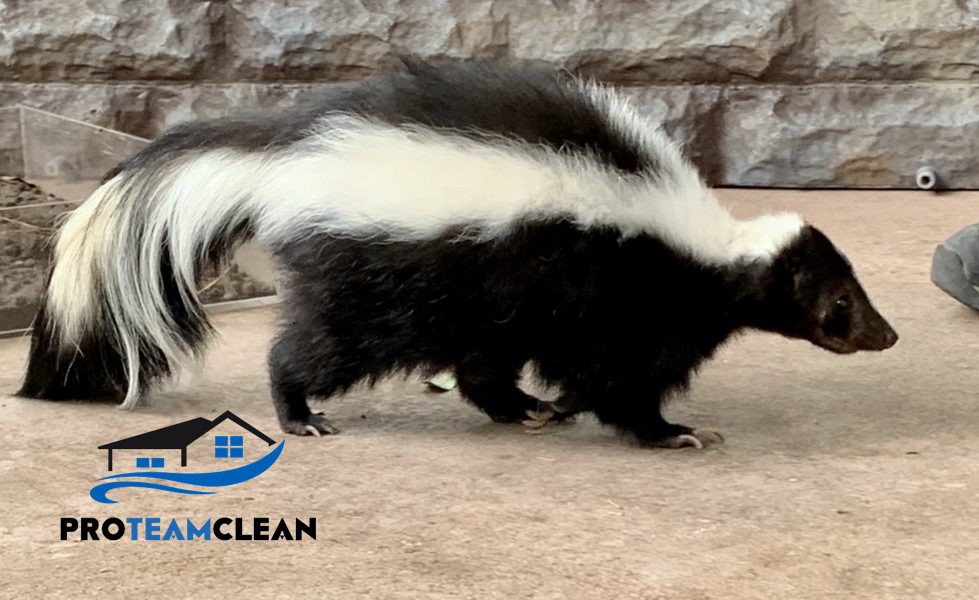 How to remove skunk smell from your home?