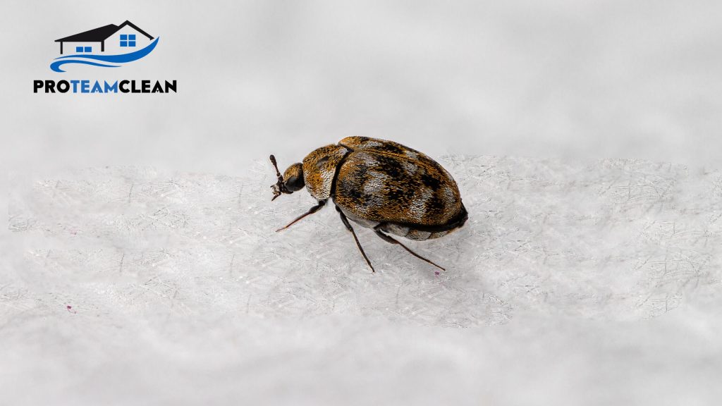 Carpet Beetle Sacramento CA