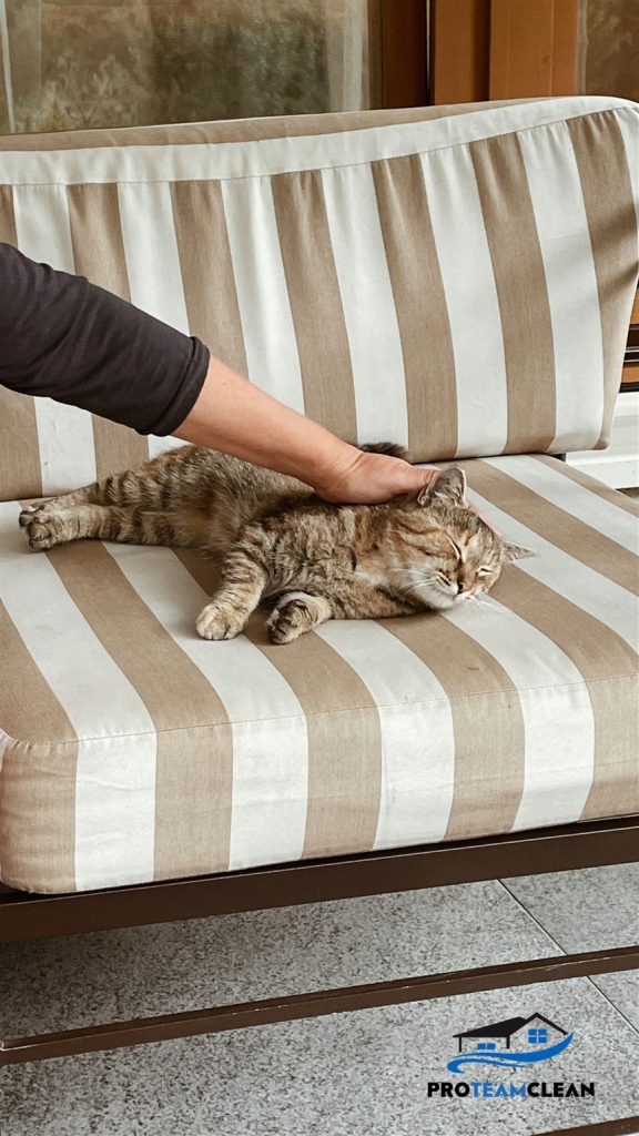 Carpet cleaning Sacramento cat 3